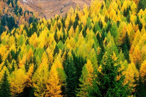FOTO autumn scenery forest mountains trentino alto adige beautiful italy 76239594