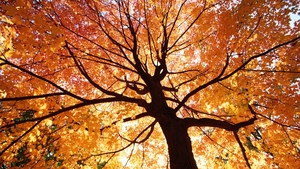 foto albero in autunno